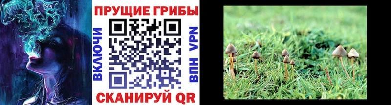 Псилоцибиновые грибы мицелий  Любим 